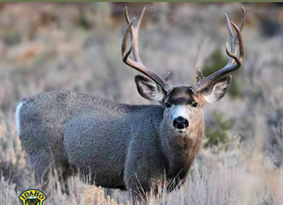 Understanding Oregon Hunting Licenses