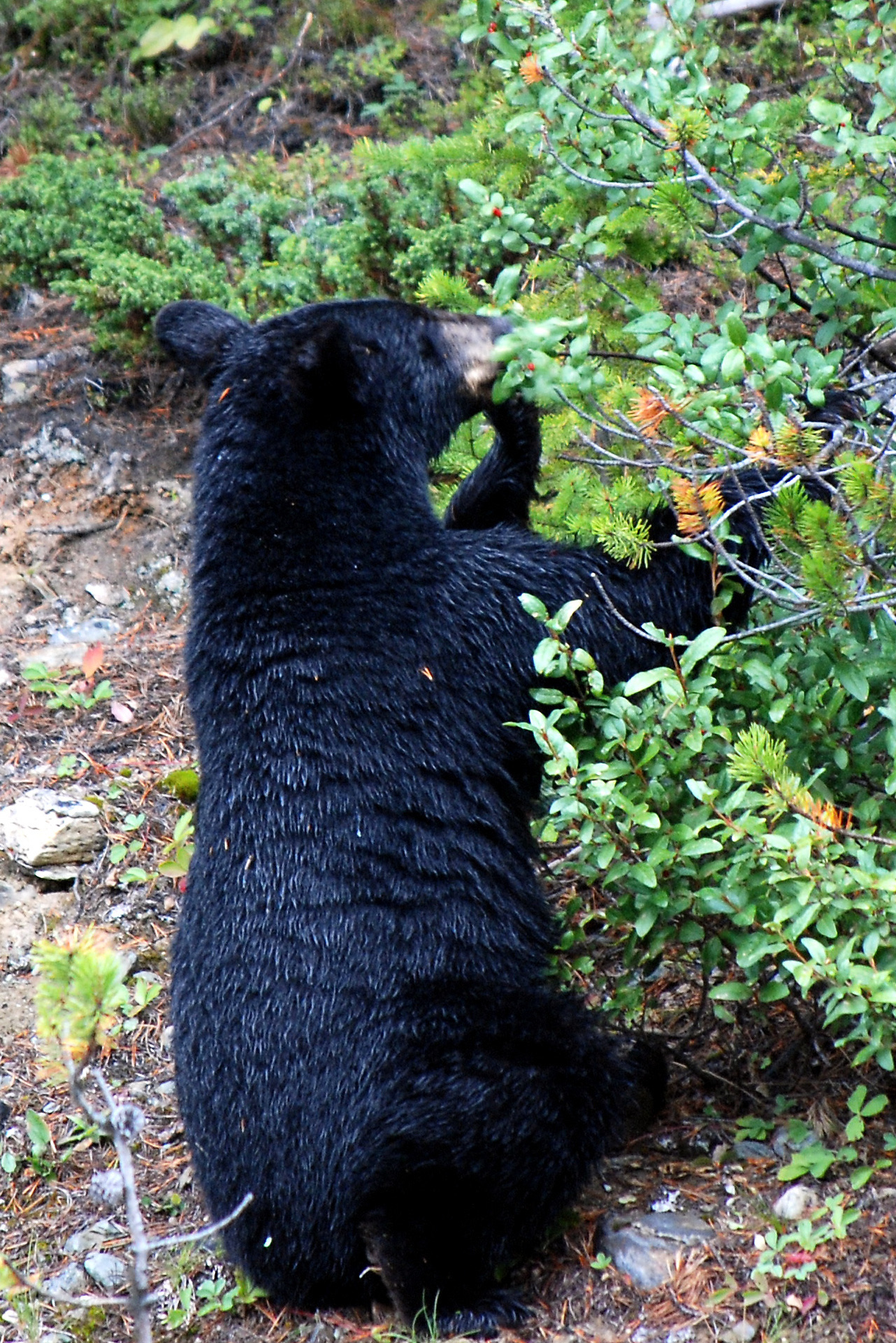 Read more about the article Wisconsin Bear Hunting: Seasonal Laws and Regulations