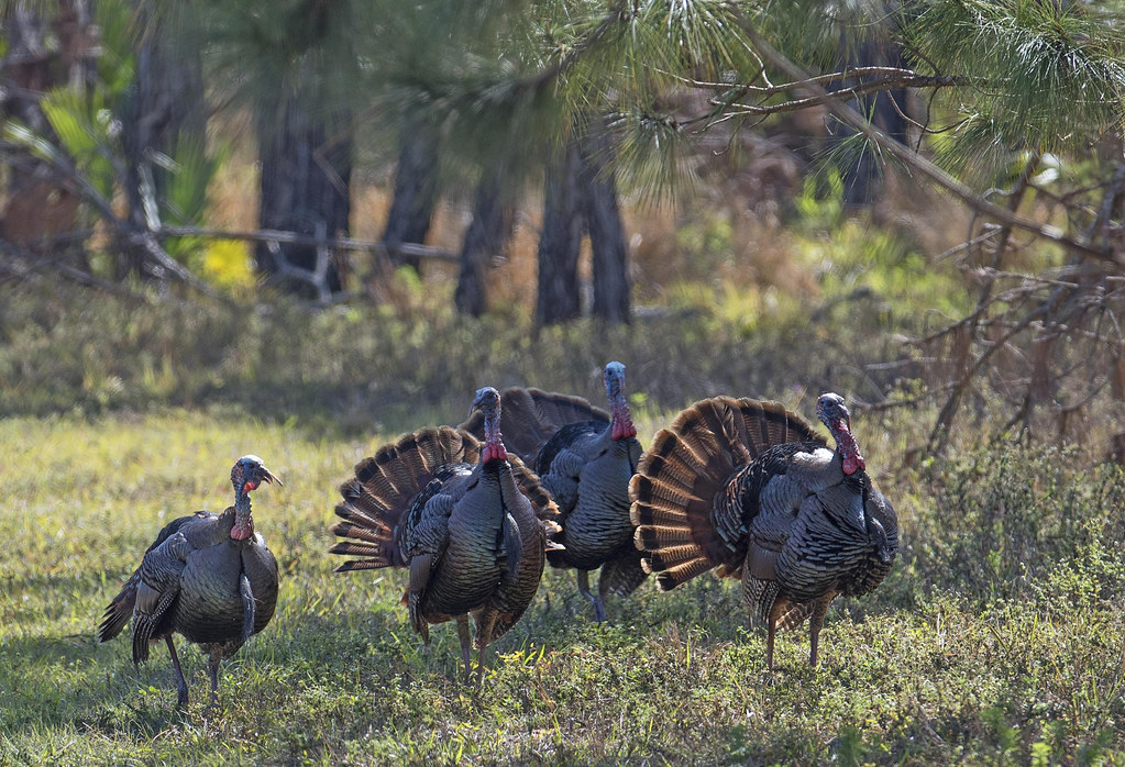 Read more about the article Florida Turkey Hunting: Spring and Fall Seasons”