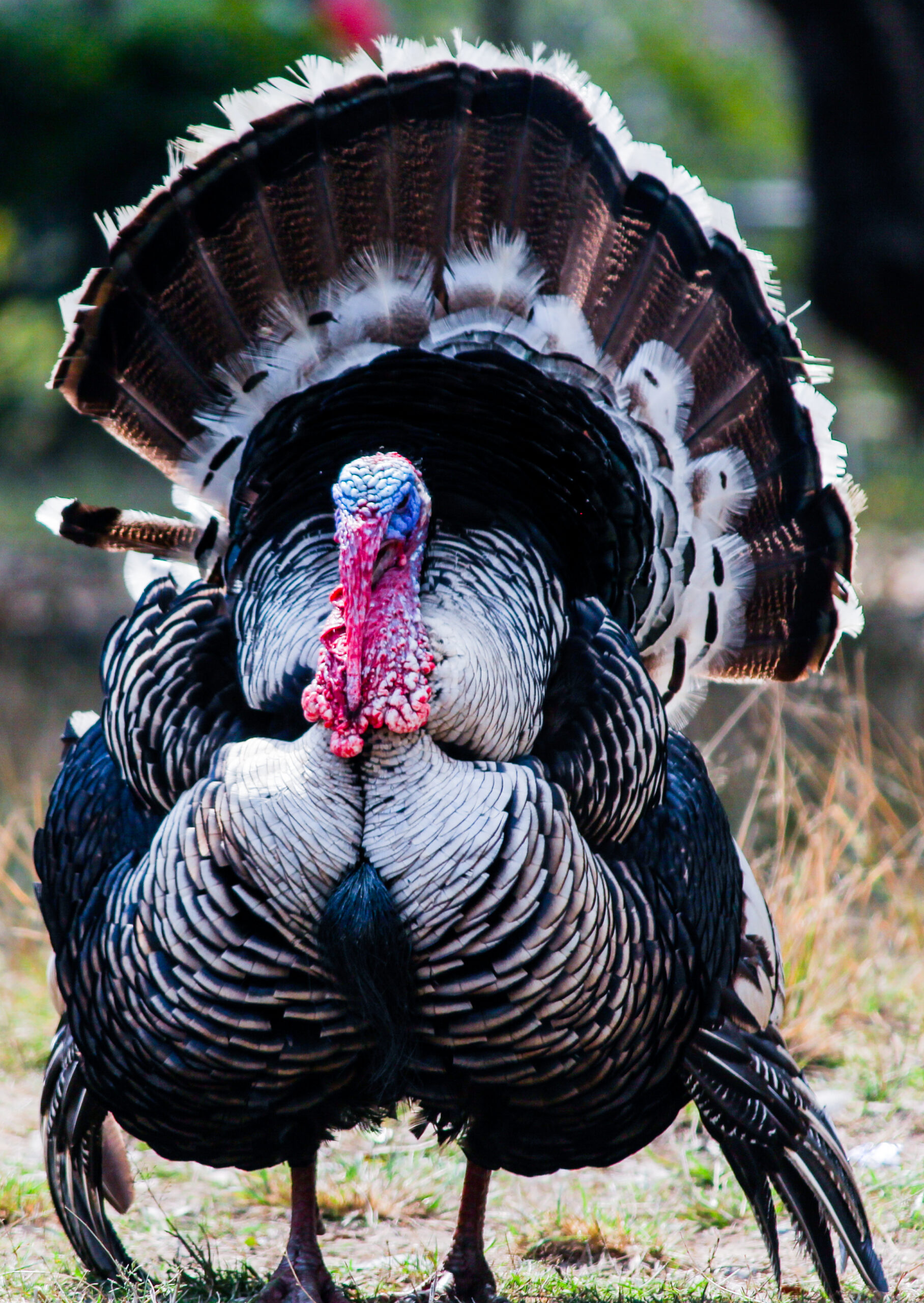 Read more about the article Spring Turkey Season: Laws and Regulations You Need to Know.