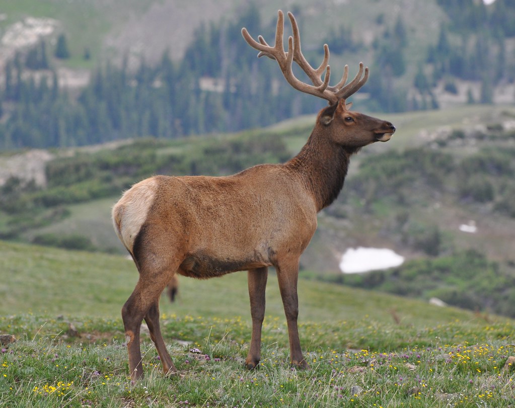 Read more about the article Elk Hunting in Colorado: Seasonal Guidelines and Tips”