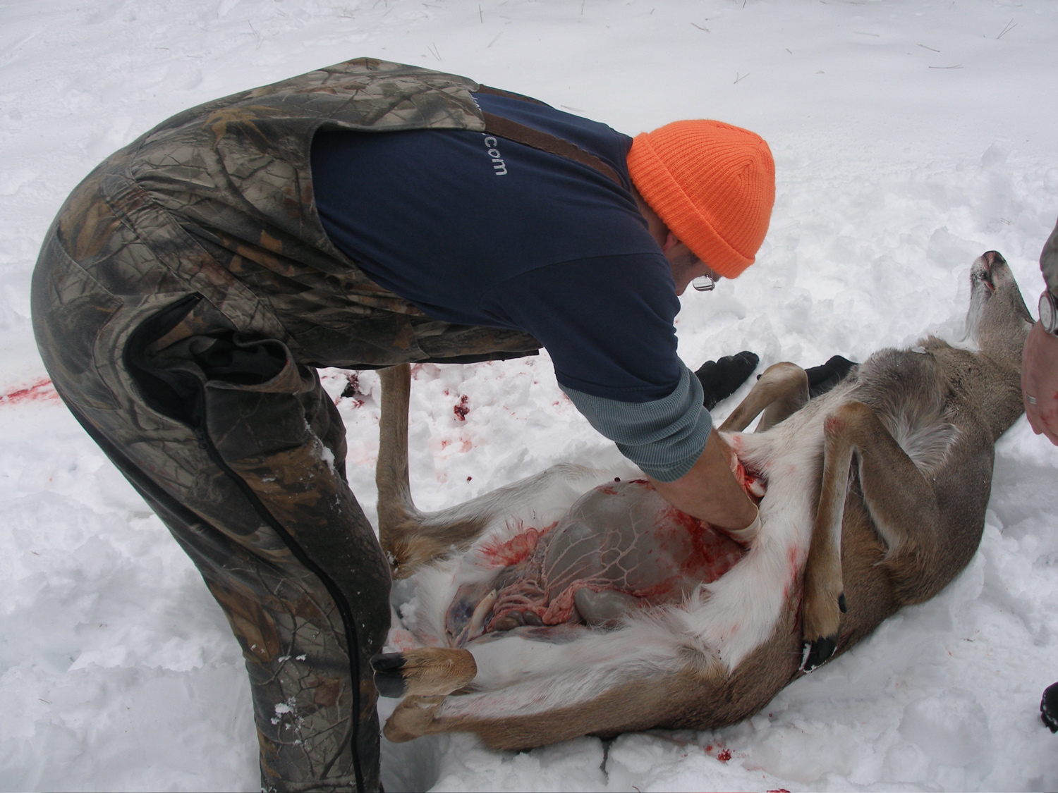 Read more about the article How to Properly Field Dress a Deer