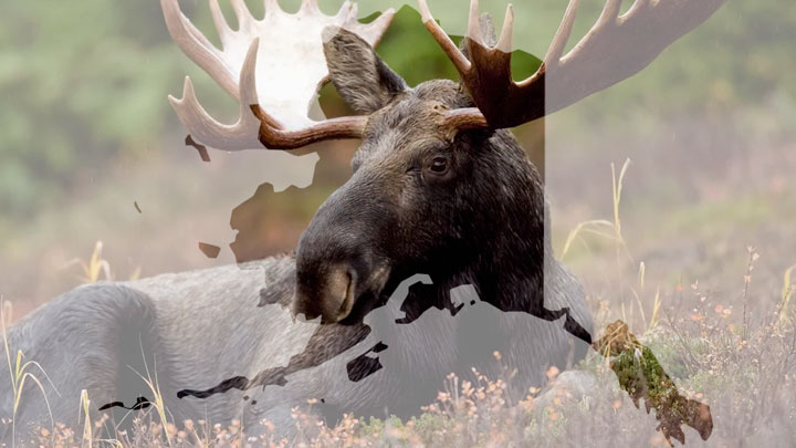 Read more about the article The Impact of Climate Change on Hunting Destinations.