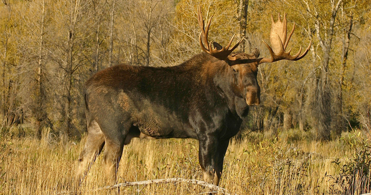 Read more about the article Big Game Seasons: Elk, Moose, and Bear Hunting Laws.