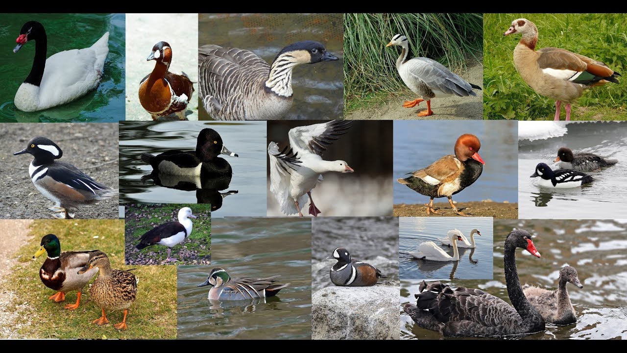 Read more about the article Understanding Waterfowl Seasons: Ducks, Geese, and More.
