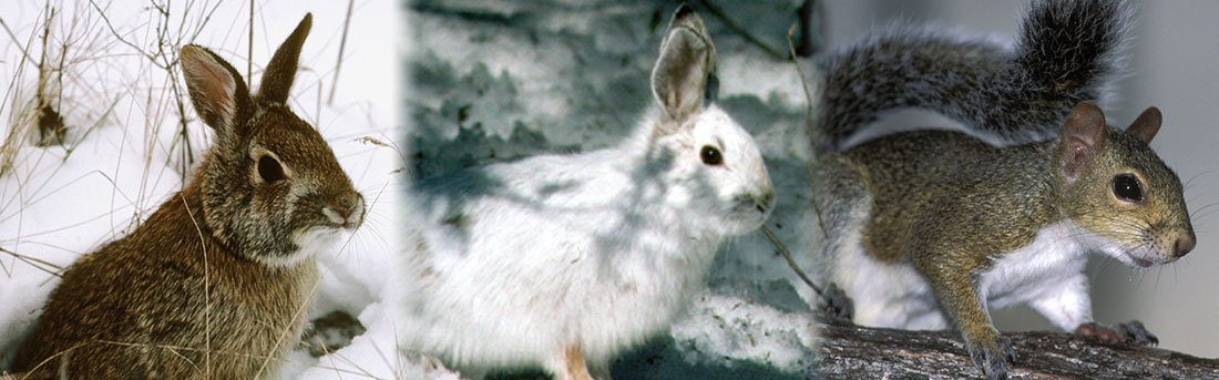 Read more about the article Small Game Seasons: Squirrels, Rabbits, and Other Game.