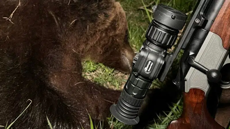 Read more about the article Bear Hunting: The Ultimate Guide to a Challenging Pursuit