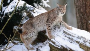 Read more about the article Mastering Lynx Hunting in the United States: A Comprehensive Guide