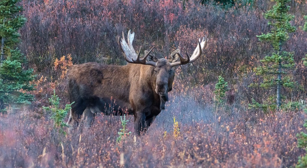 Read more about the article Comprehensive Guide to Elk Hunting: Methods, Tactics, Weapons, and Ammunition