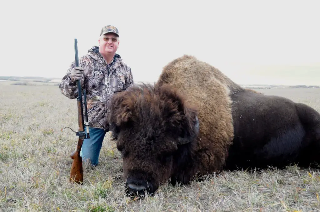 Best Bison Hunts: A Guide to Premier Hunting Experiences