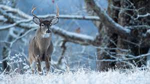 Read more about the article Mastering the Art of Deer Hunting in Snow: An Unmatched Guide