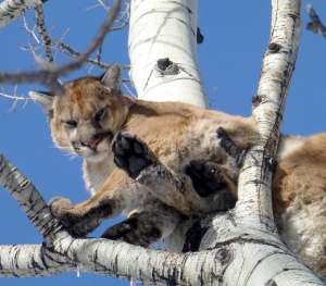 Read more about the article Discover the Thrill of Mountain Lion Hunting