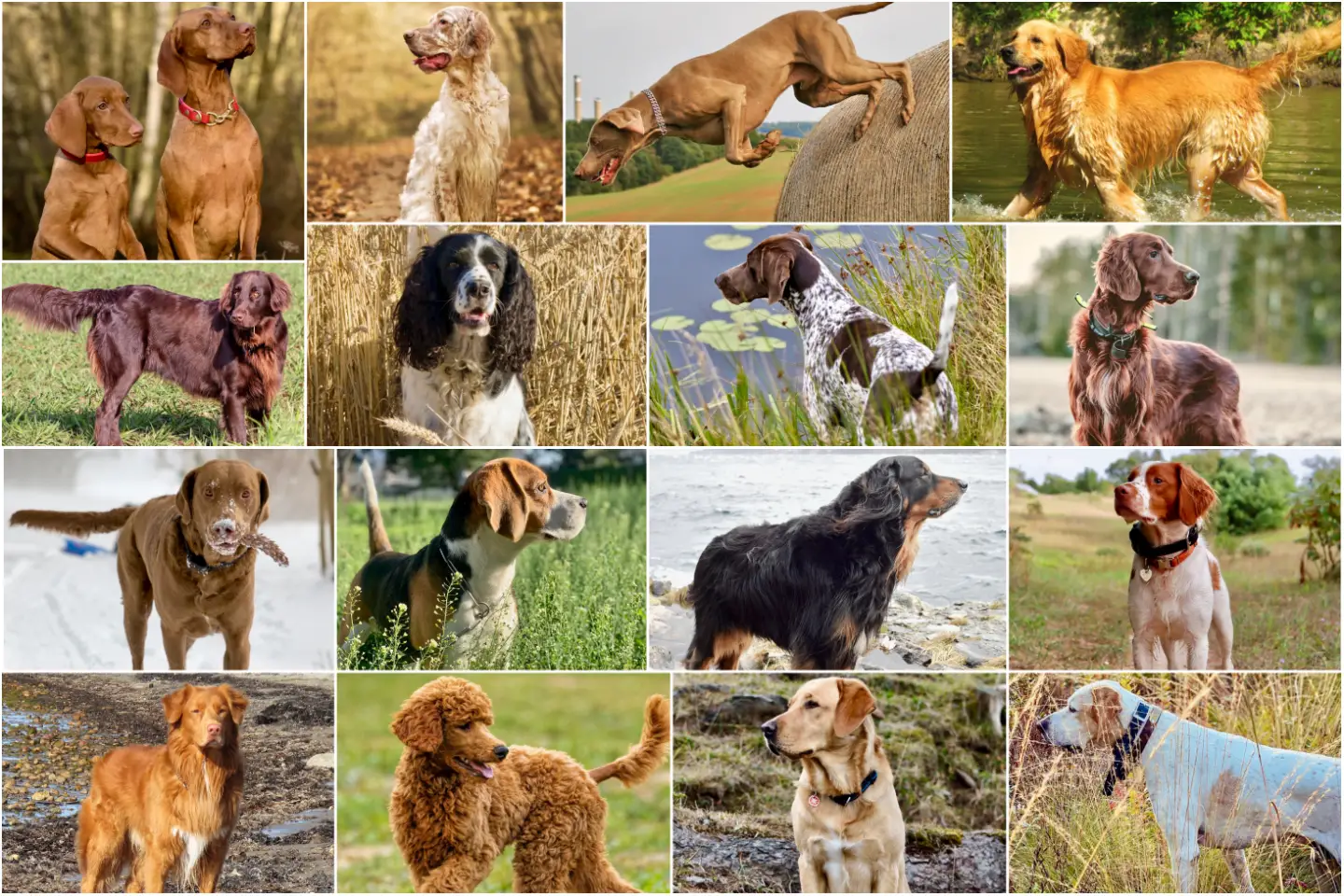 Read more about the article The Best Hunting Dogs: A Comprehensive Guide