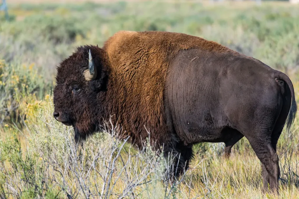 Bison Conservation and Population Recovery