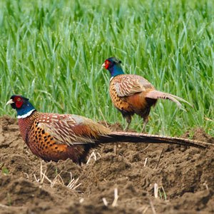 Read more about the article Hunting Pheasant Near Me: Locations, Gear, and Tips