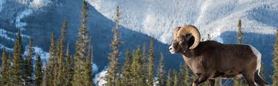 Read more about the article The Ultimate Guide to Bighorn Sheep Hunting: Mastering the Pursuit