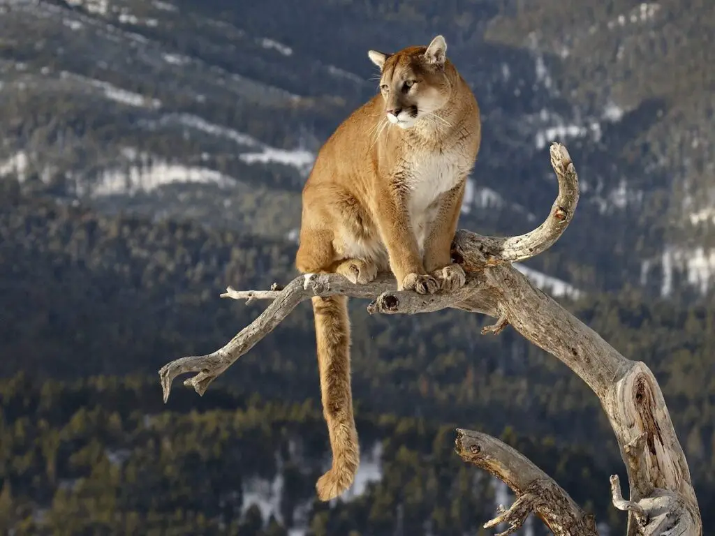 Techniques and Strategies for Hunting Mountain Lions: The Art of Pursuit