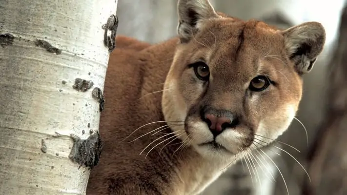 The Importance of Mountain Lion Hunting: Balancing the Ecosystem