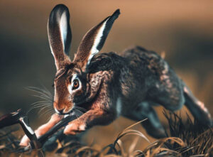 Read more about the article Mastering Rabbit Hunting: Advanced Techniques and Essential Gear