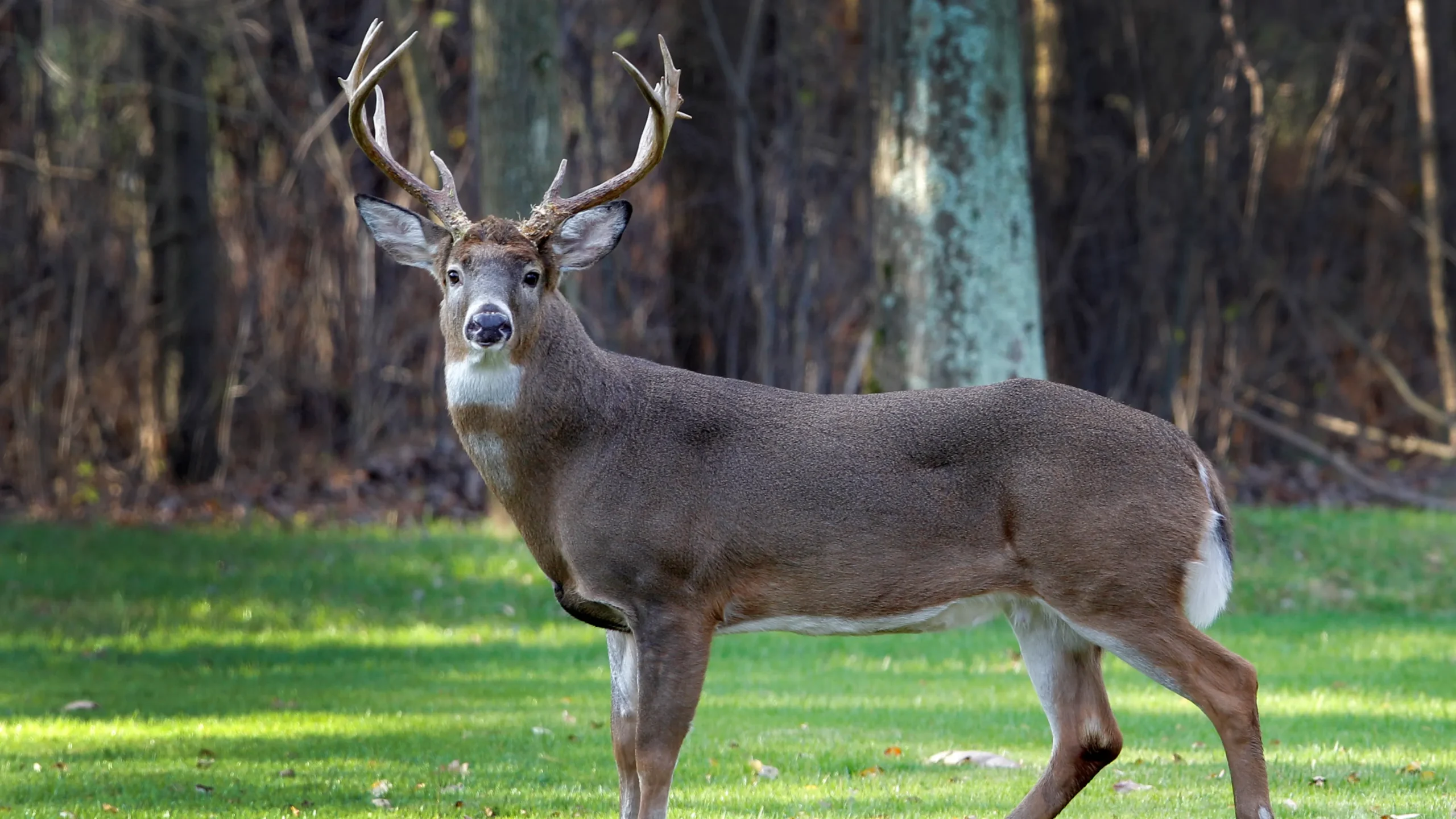 You are currently viewing Mastering the Whitetail Rut: The Ultimate Hunter’s Guide