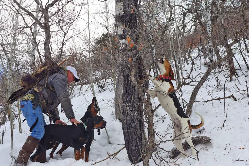 Mountain Lion Hunt with Dogs: A Tradition of Excellence