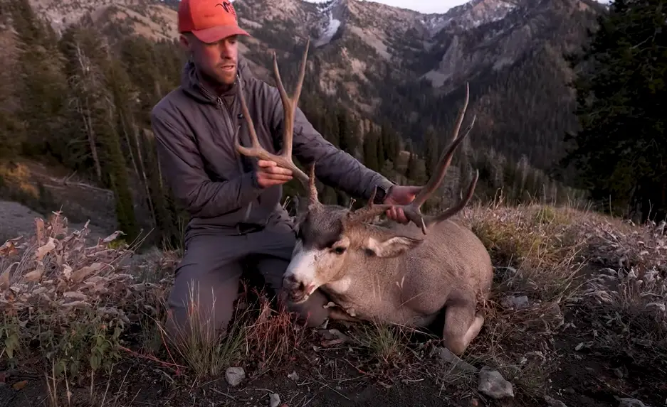 Read more about the article The Ultimate Guide to Mule Deer Hunting: An Unmatched Exploration