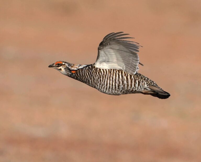 Prairie Chicken Hunting: The Ultimate Guide for Enthusiasts