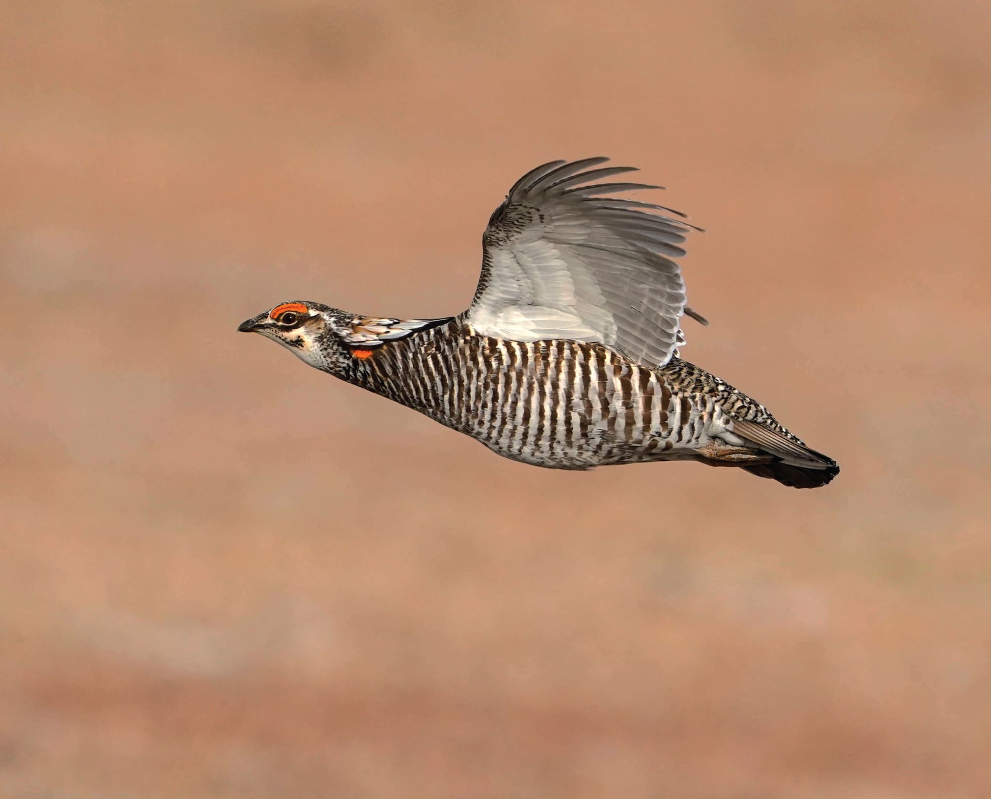 Read more about the article Prairie Chicken Hunting: The Ultimate Guide for Enthusiasts