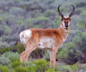 Read more about the article The Pronghorn Antelope: A Marvel of North American Wildlife