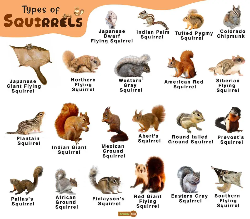 Read more about the article The Ultimate Guide to Identifying North American Squirrels