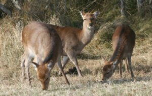 Read more about the article Discover the Charming World of Sika Deer!