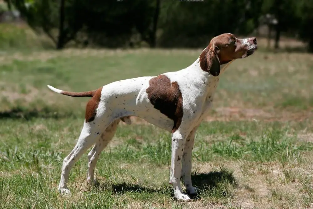 Read more about the article German Shorthaired Pointer: The Premier Hunting and Family Companion