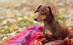 Read more about the article Dachshund; Brave and curious little ones.