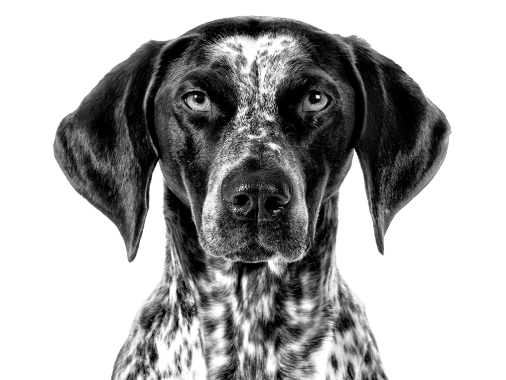 The German Pointer Legacy