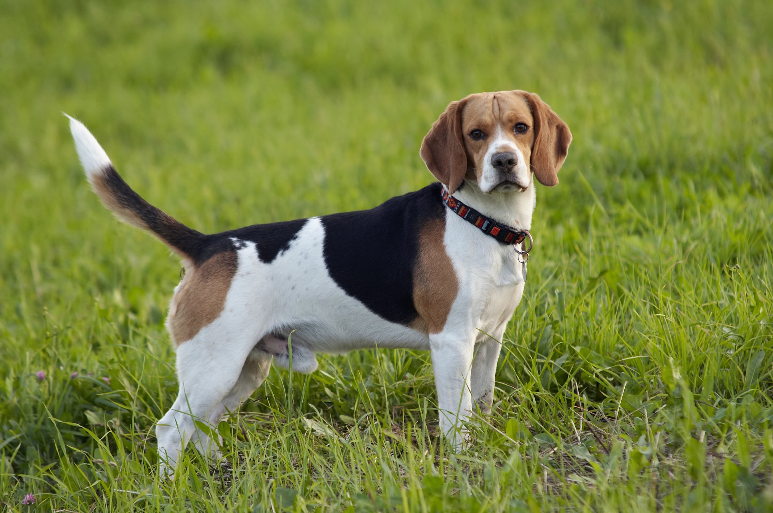 Read more about the article Beagle: The Ultimate Hunting Dog Breed for the Outdoors