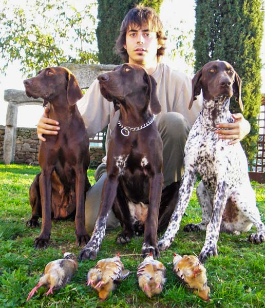 Training Your German Pointer for the Hunt