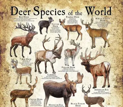 Read more about the article Types of Deer in America: An Insight into American Deer Species