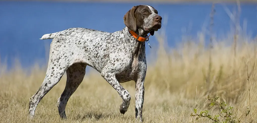 Read more about the article Discover the Best Dogs for Bird Hunting: A Comprehensive Guide