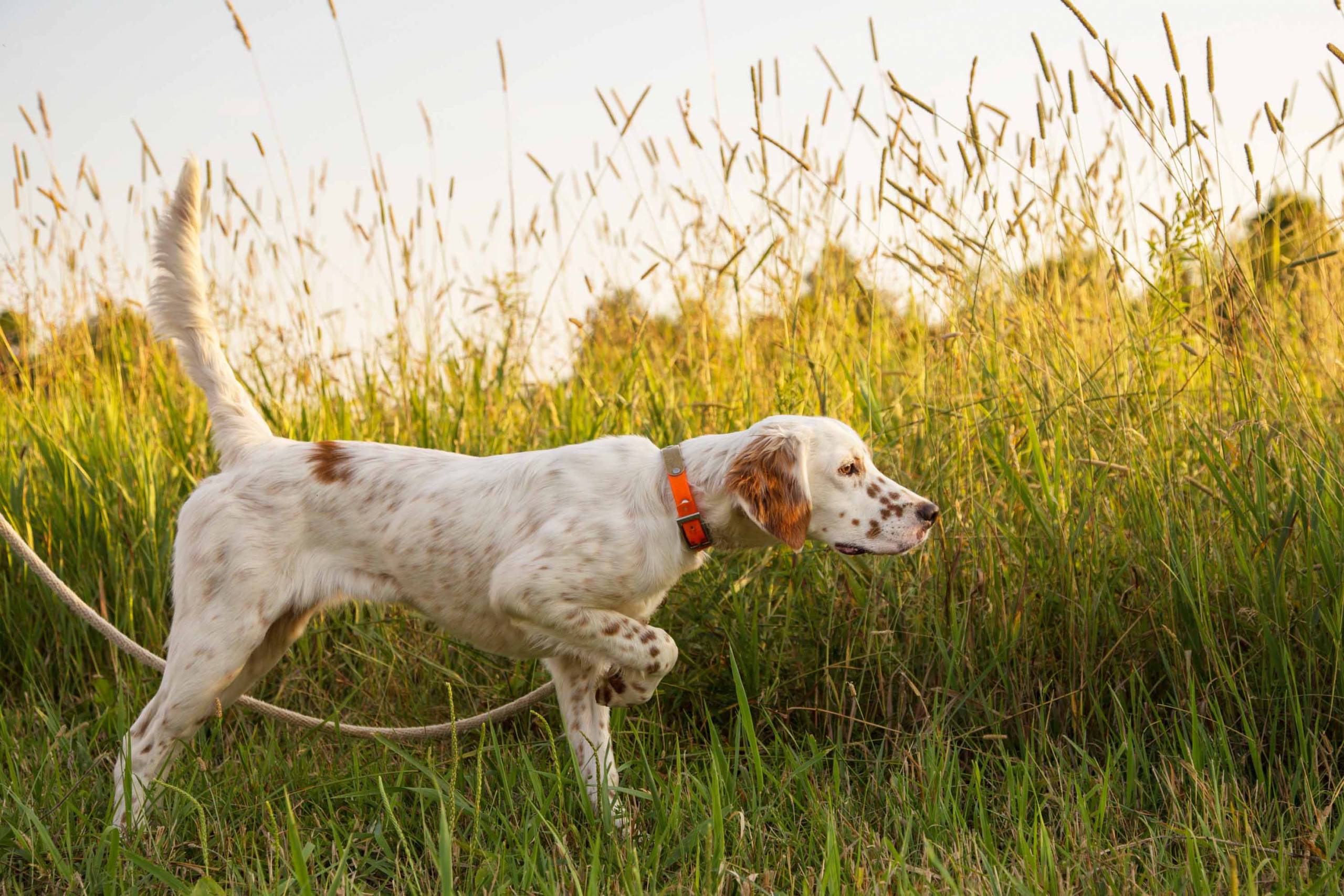 Read more about the article English Setter Hunting Dog: The Ultimate Hunter’s Companion