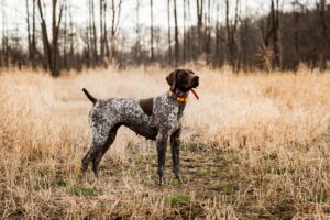 Read more about the article German Pointer for Hunting: The Ultimate Hunter’s Companion