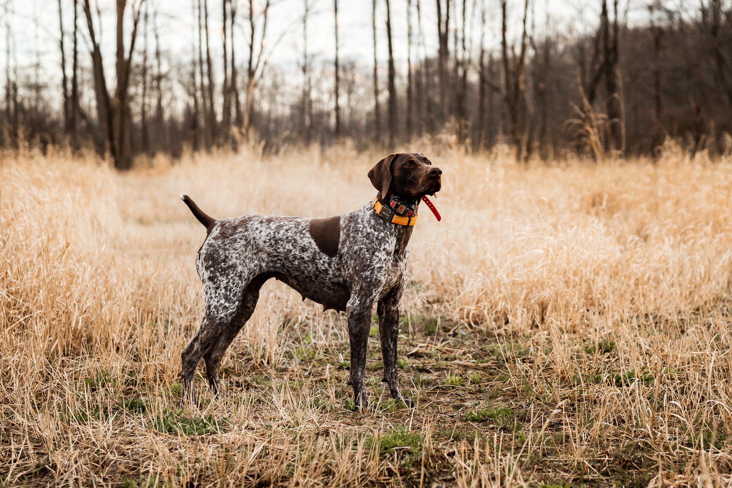 You are currently viewing German Pointer for Hunting: The Ultimate Hunter’s Companion
