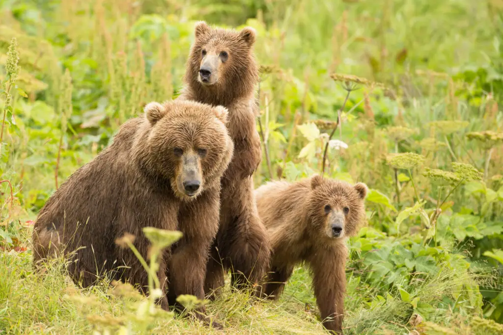 Kodiak Bear Interactions
