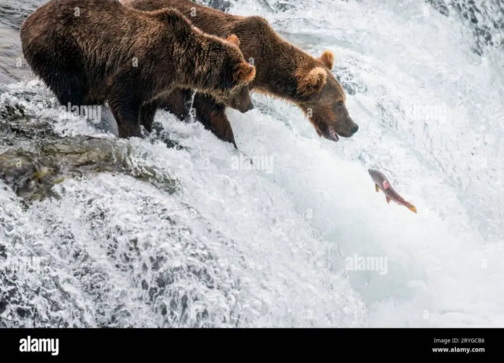 The Kodiak bear's diet is a testament to the rich biodiversity of the Kodiak Archipelago