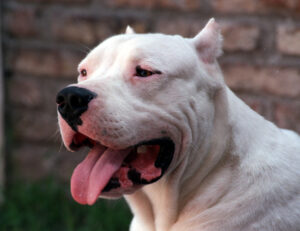 Read more about the article Dogo Argentino