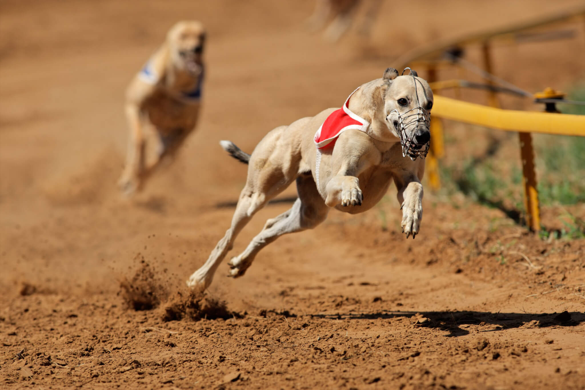 Read more about the article Racing Dogs: Speed, Spirit, and Sport