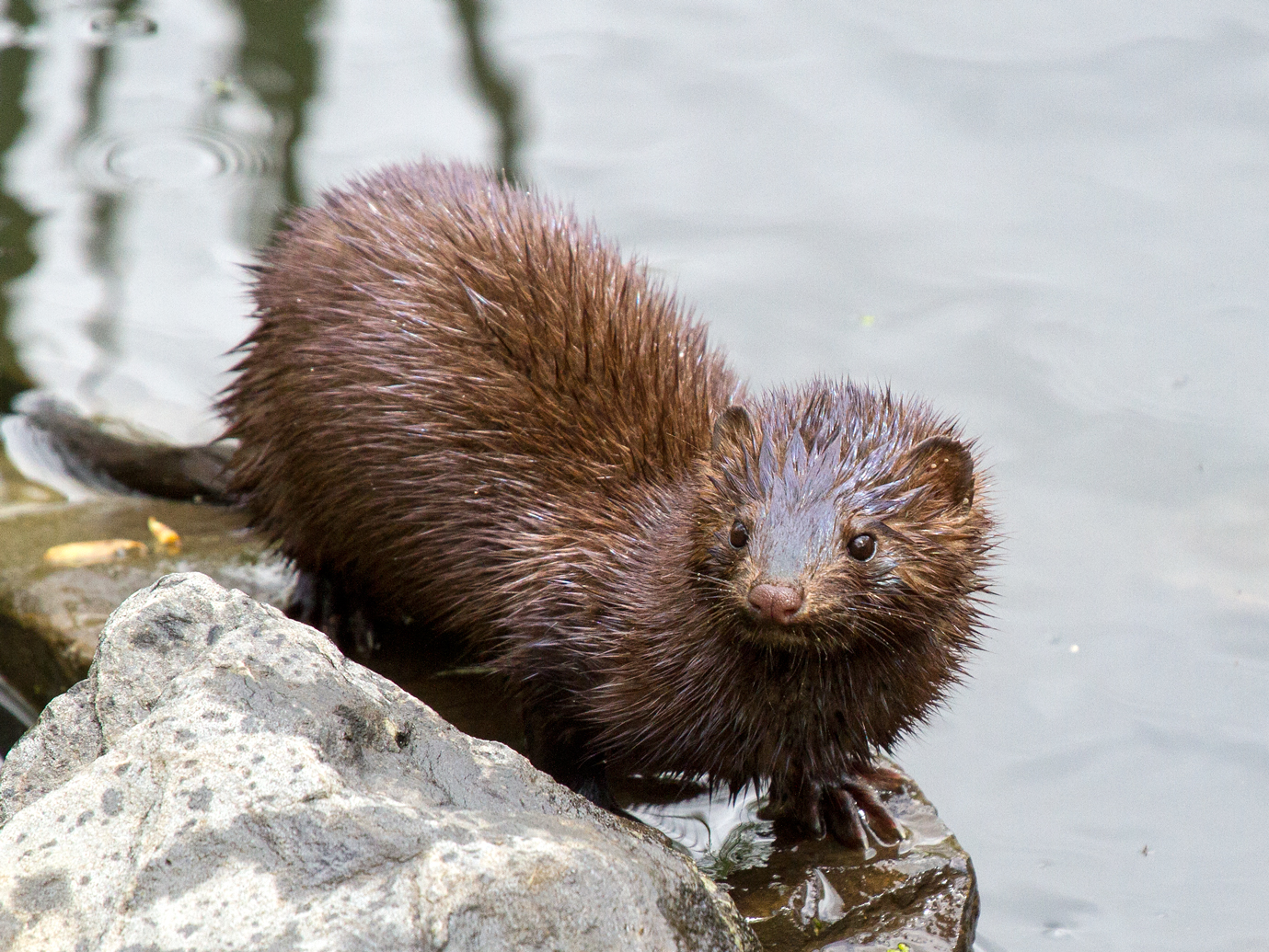 Read more about the article The American Mink (Neogale vison): An In-Depth Look