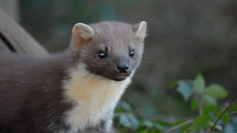 The Enigmatic World of Pine Martens: American and European Species Unveiled