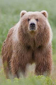 You are currently viewing The Kodiak Bear: Alaska’s Gentle Giant