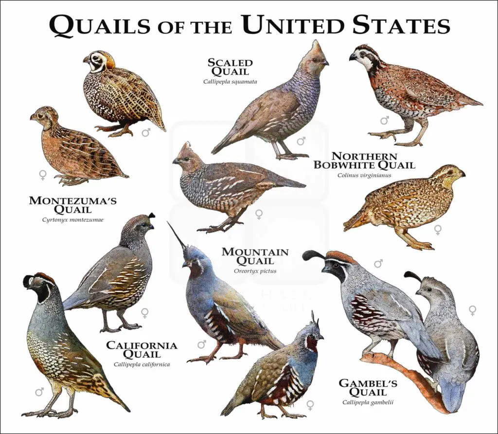 Types of Quails in the United States: An Extensive Overview