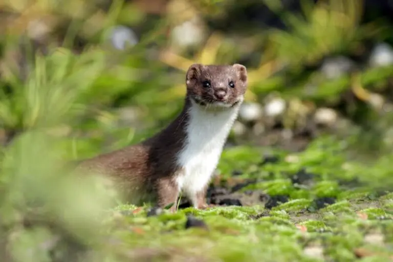 Understanding the Weasel: An Insight into Its Life and Habitat